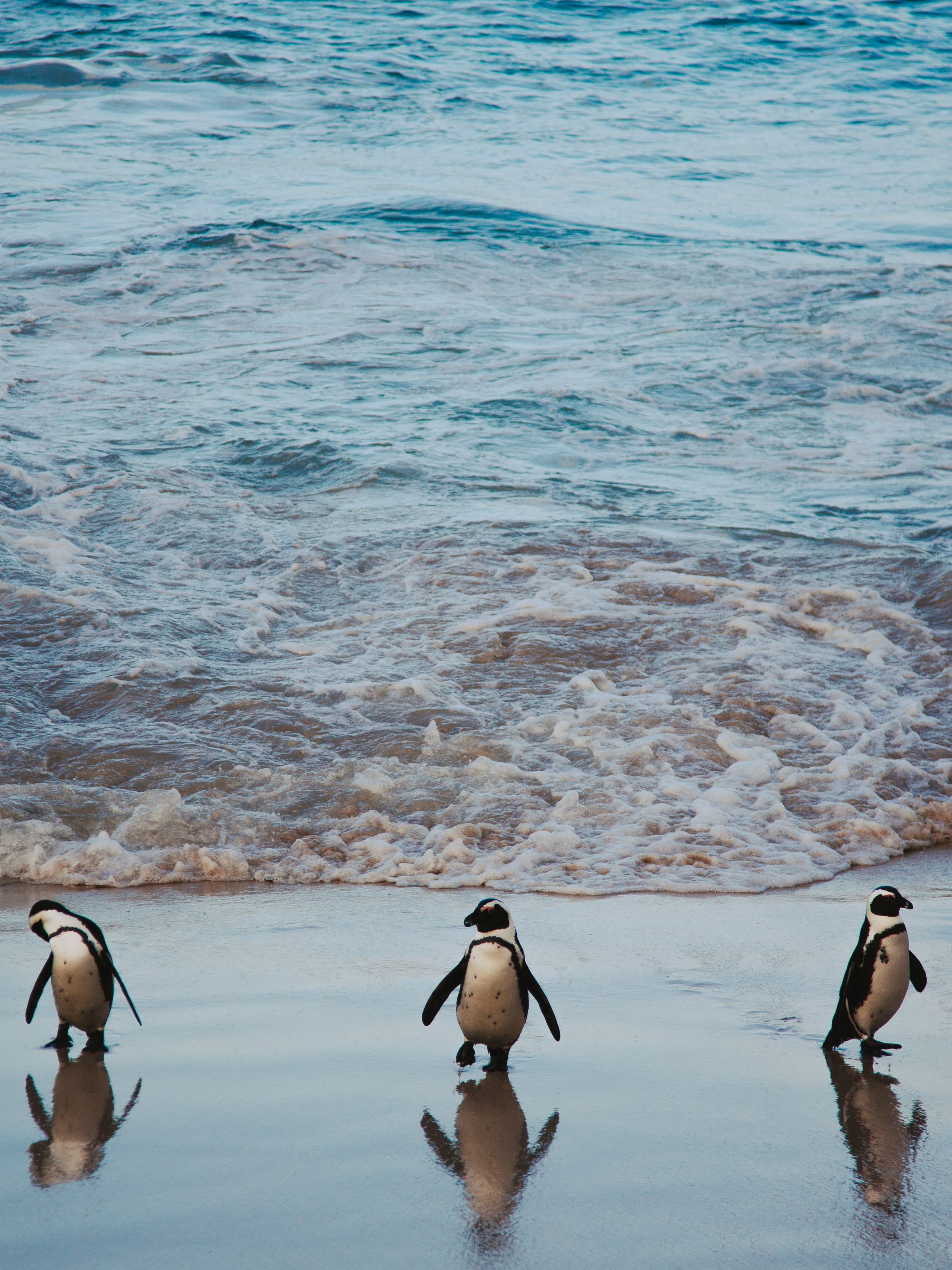 View of three small penguins walking on the sand by the ocean’s edge