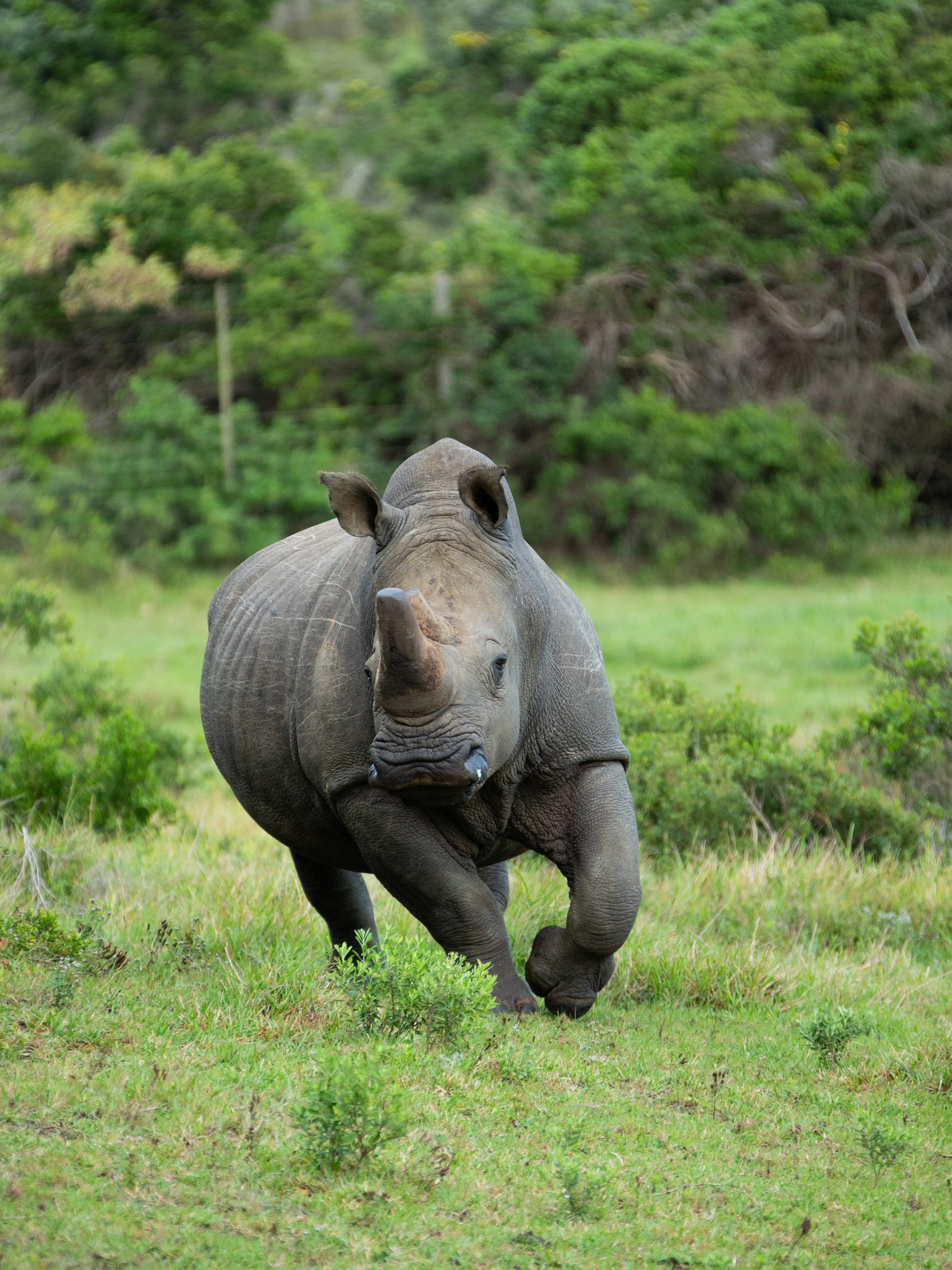 A rhinoceros spotted on a safari running through the grass