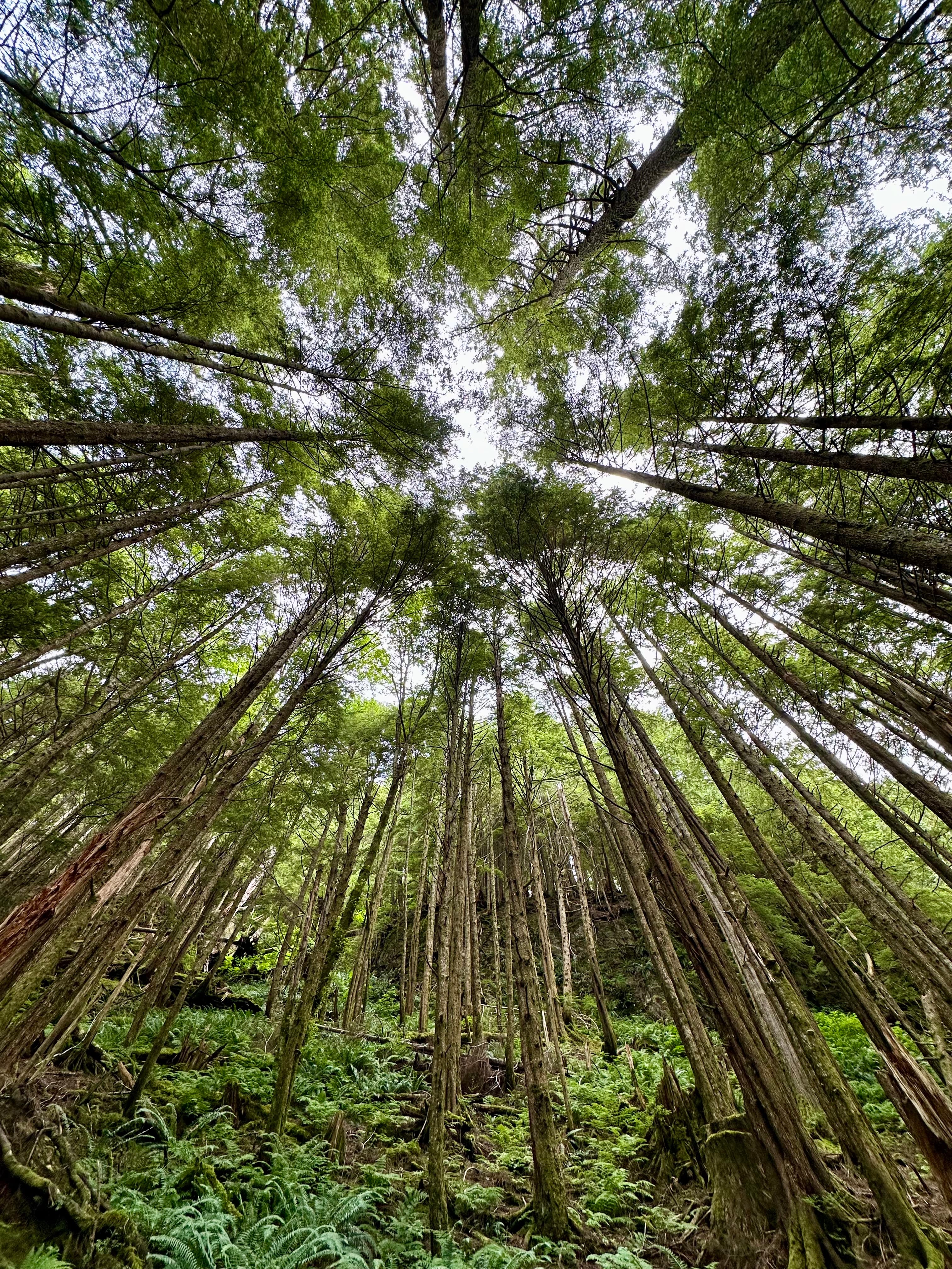 Upwards view of tall treetops on a sunny day