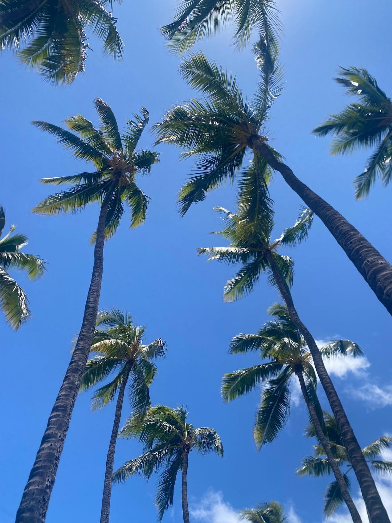 View of the tops of palm trees against a clear blue sky
