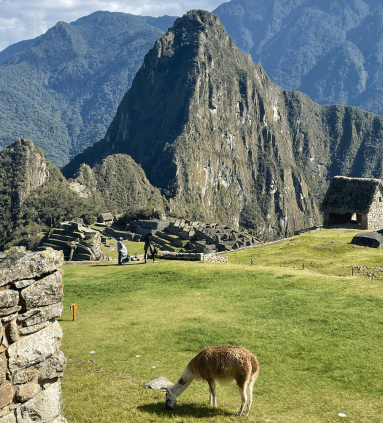 View of an alpaca grazing in the grass at Machu Picchu on a sunny day