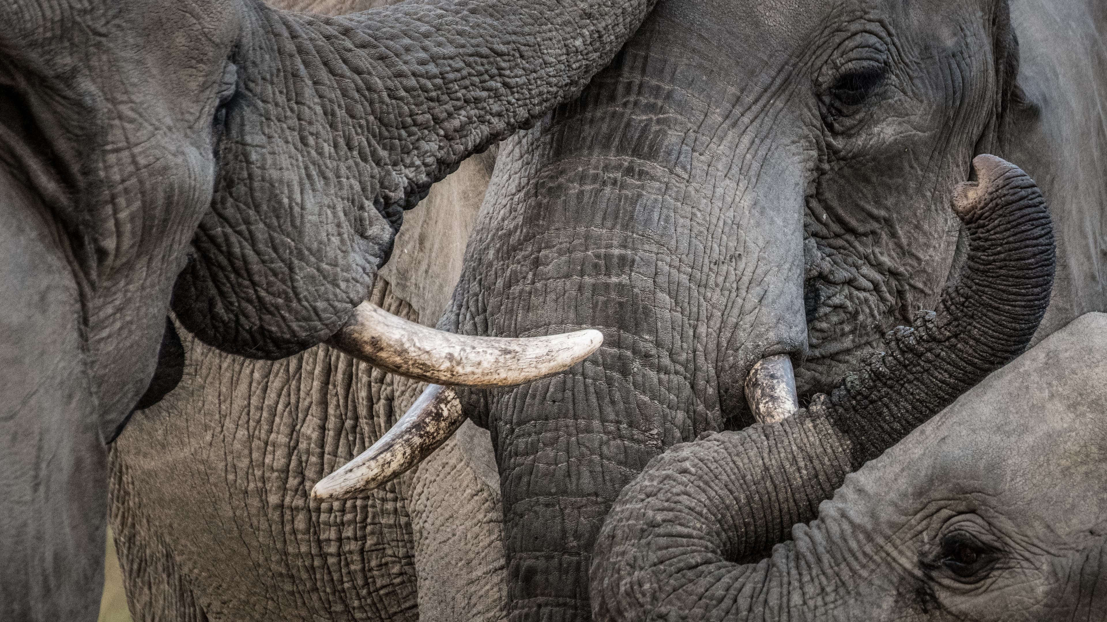 Close up image of elephants.