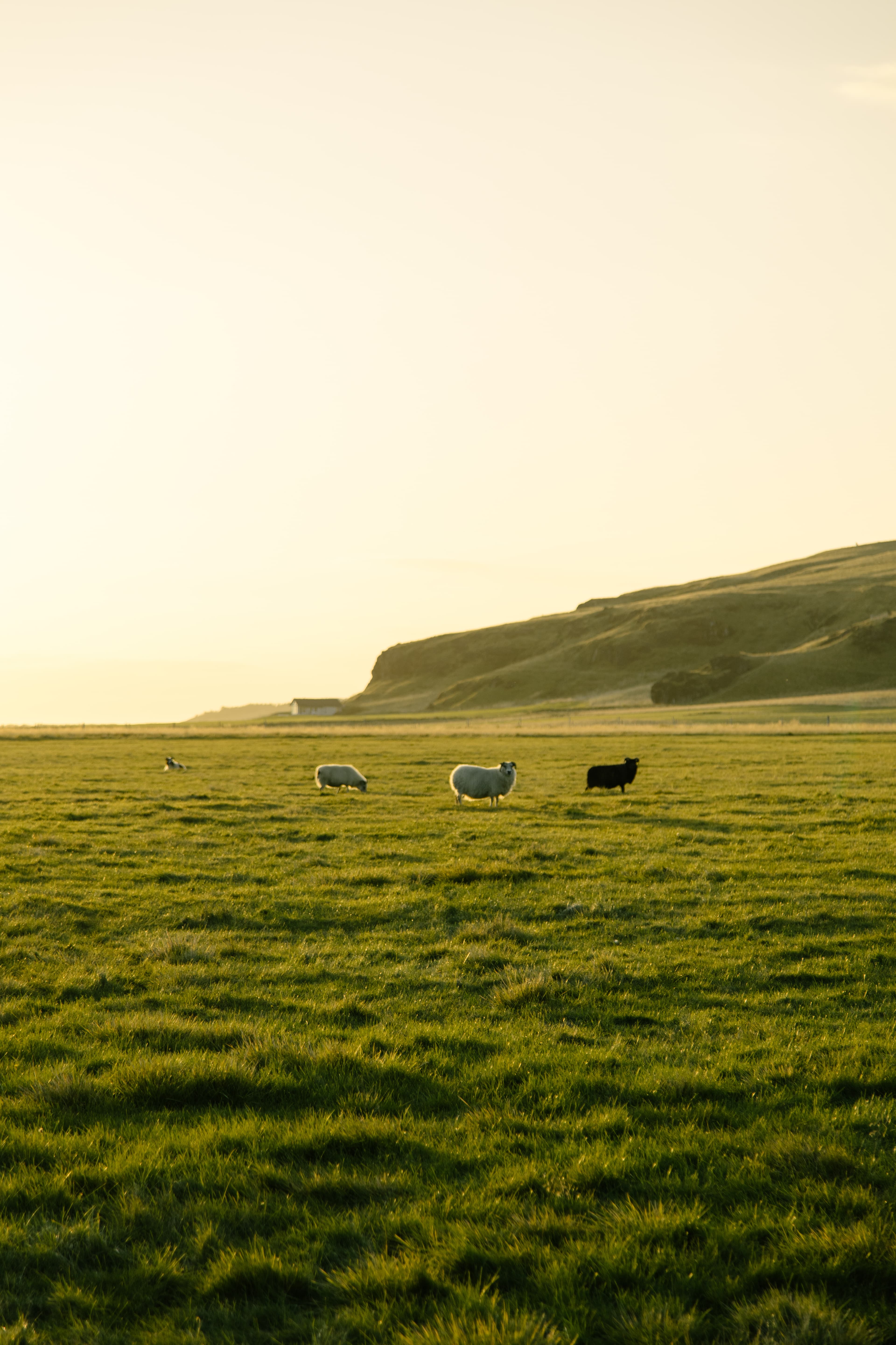 View of a pasture with animals during the daytime.