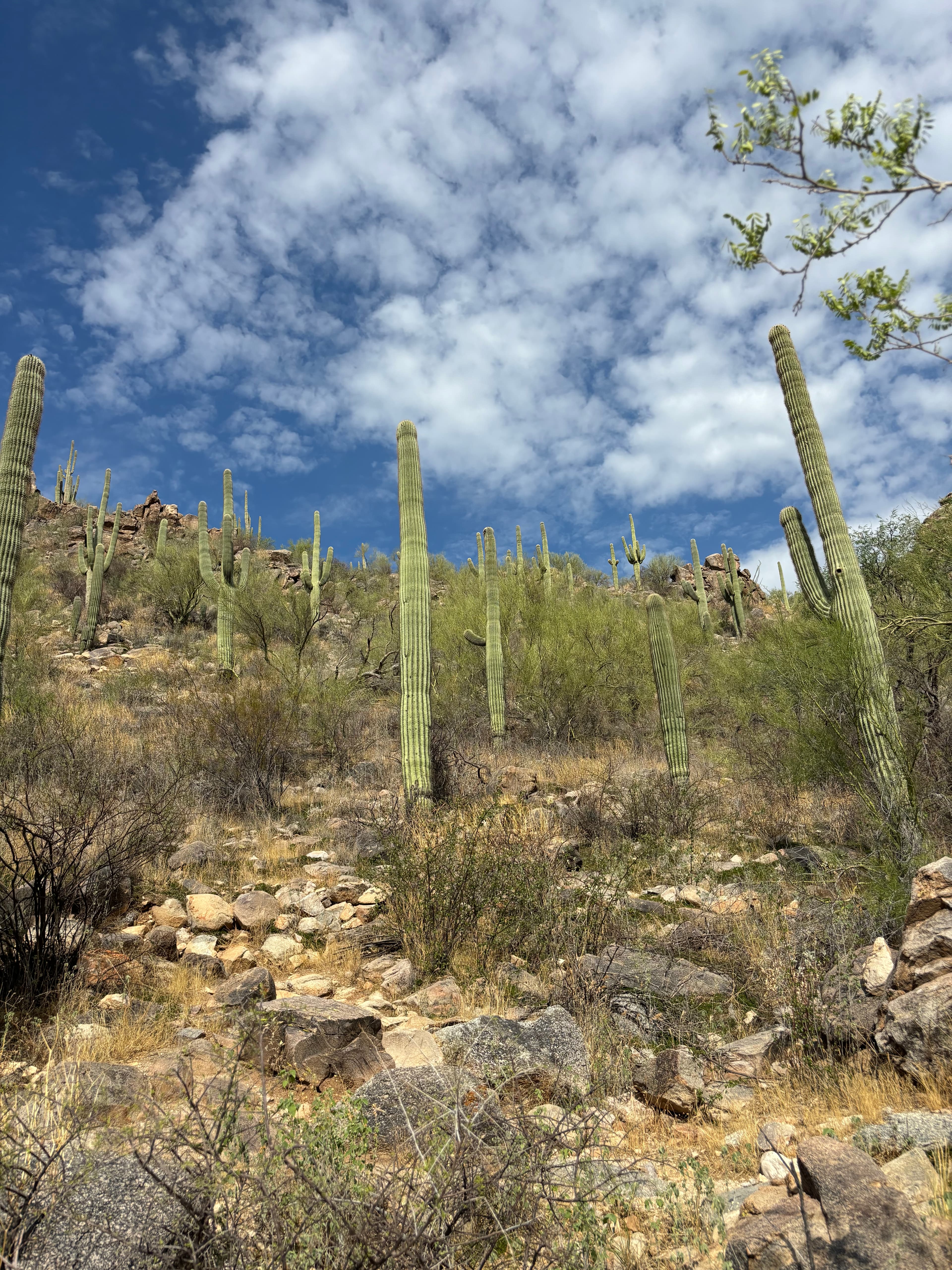 A view of the dessert during the daytime with cacti in the distance. 