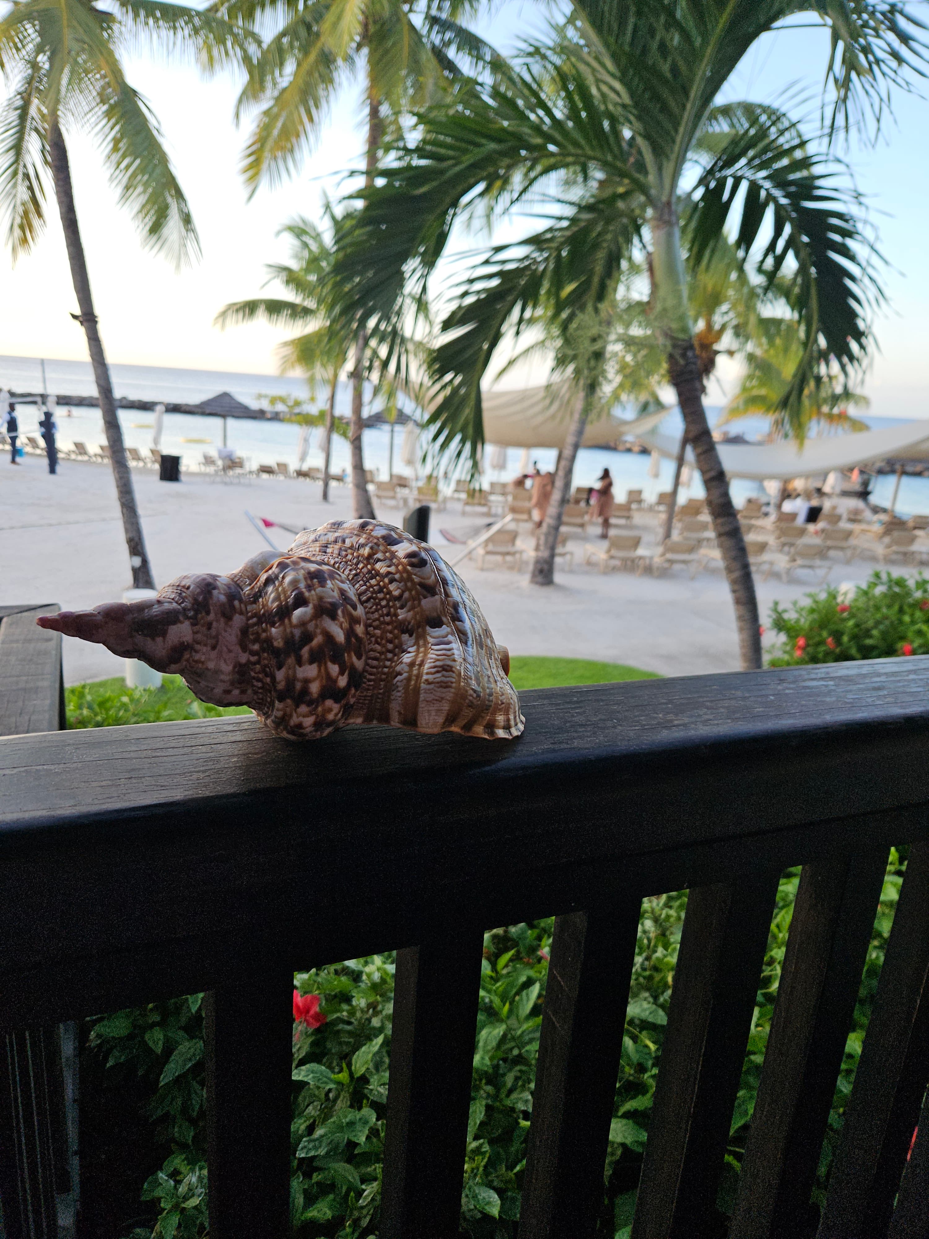 View of a conch shell resting on a balcony by a resort beach