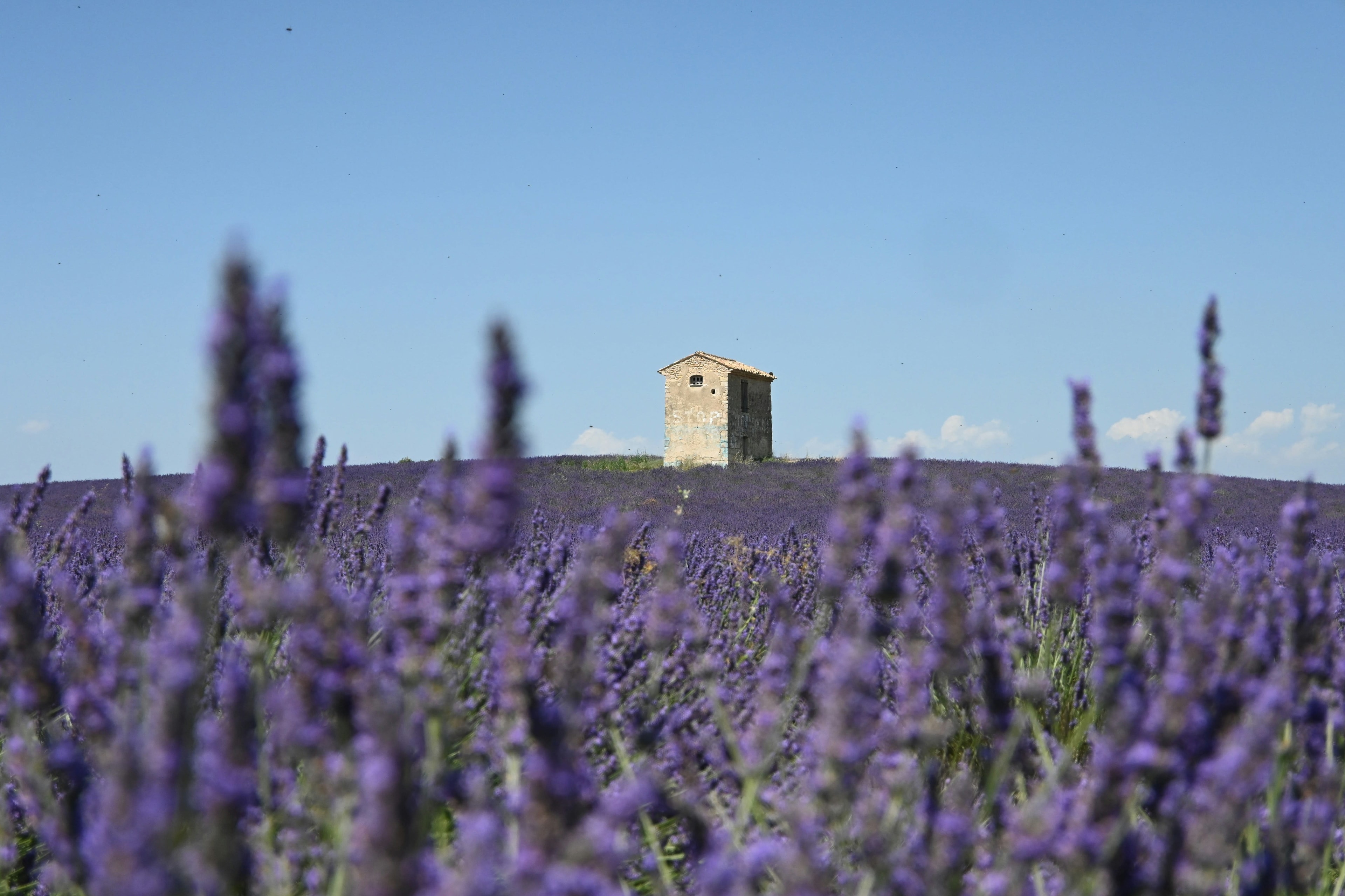 a field of lavender flowers with a building in the background in day