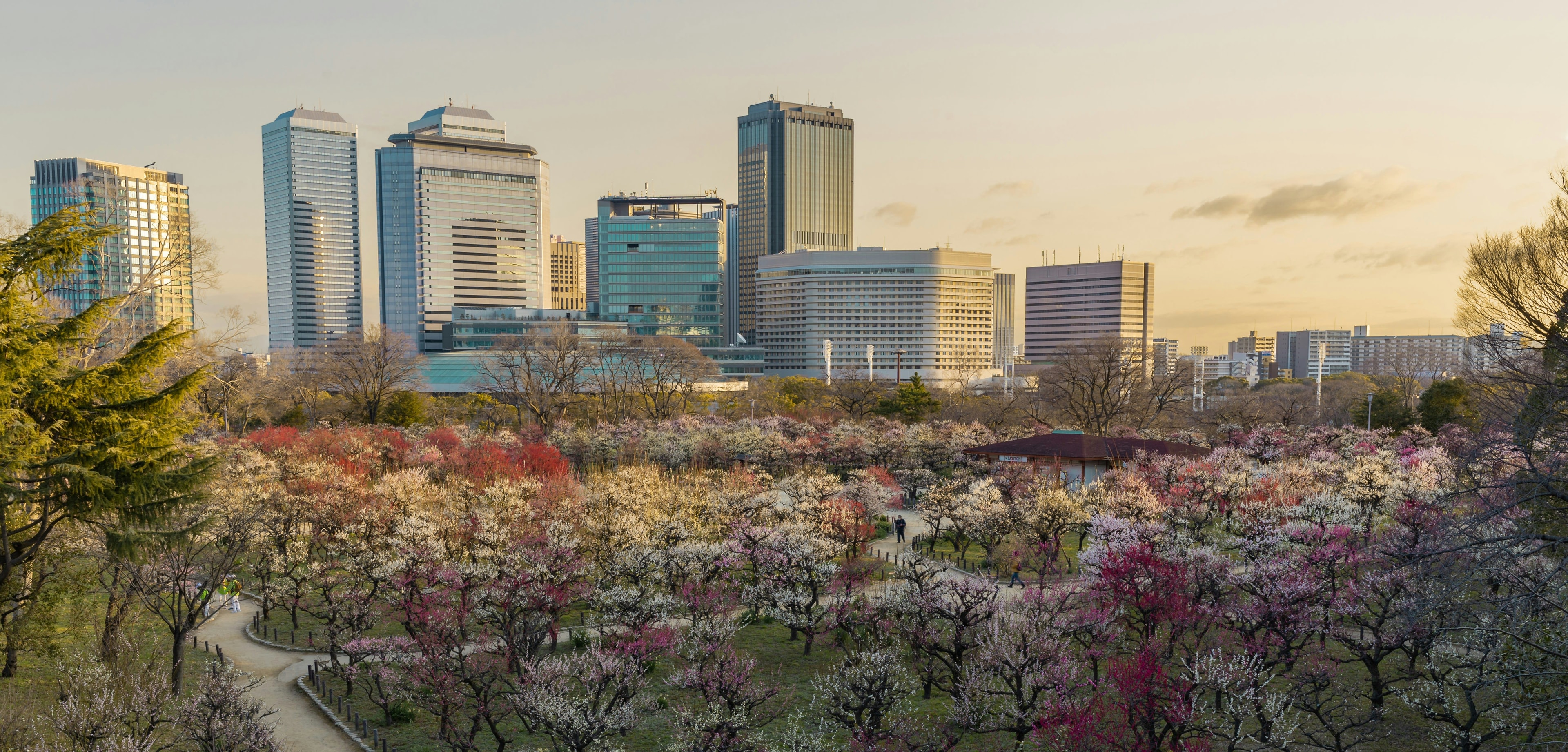 Skyscrapers in Osaka surrounded by cherry blossom trees