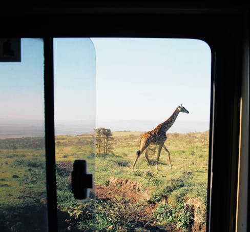 Giraffe outside vehicle