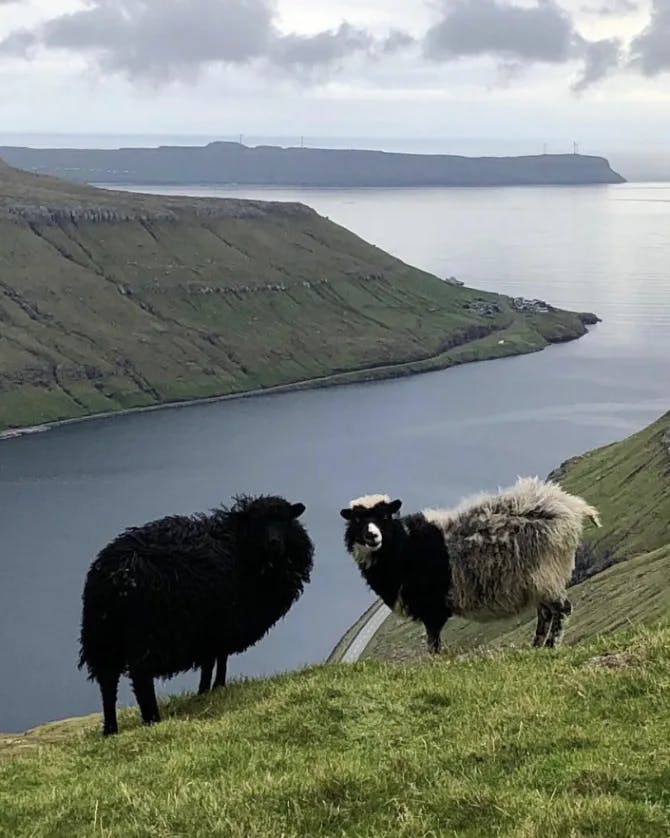 Two sheep on a green hill with green cliffs and water in the background. 