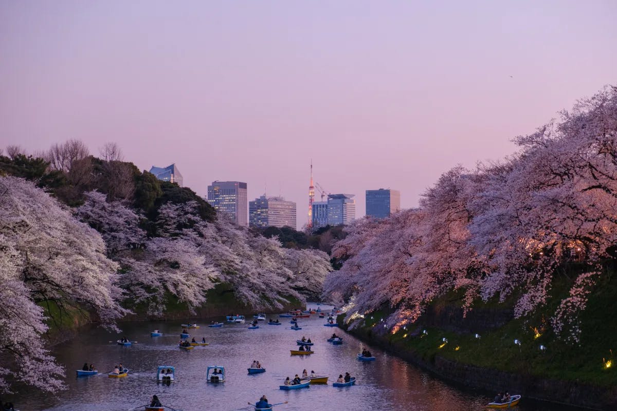 Aerial-view-Sakura-travel-guide