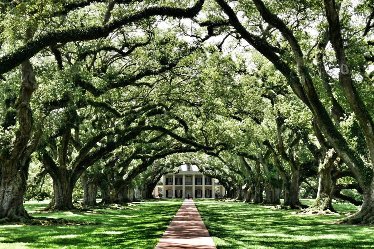 Oak trees form a long archway leading up to a Victorian estate in New Orleans