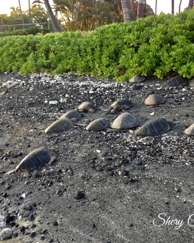 A group of tortoises nestled into the dark sand near a green bush