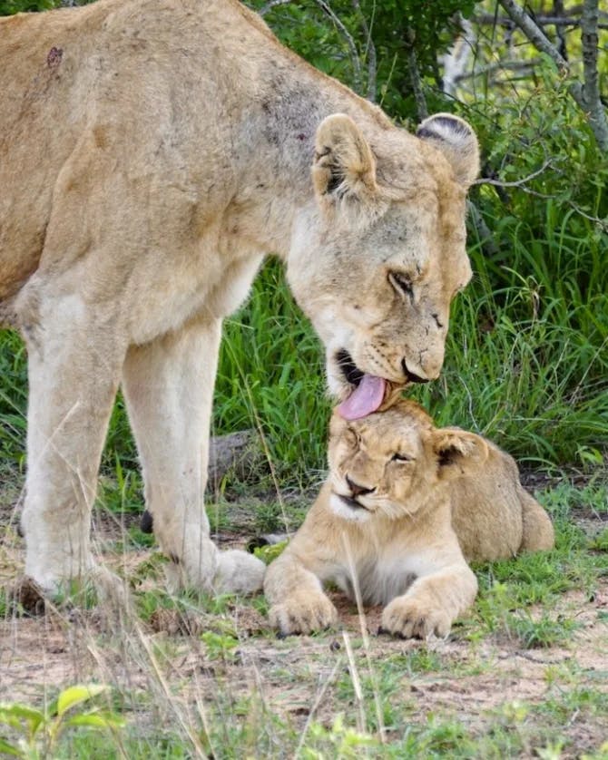 View of a lion and his cub