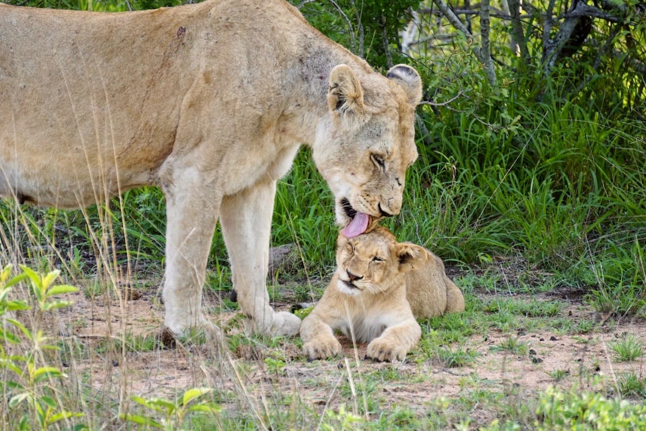 View of a lion and his cub