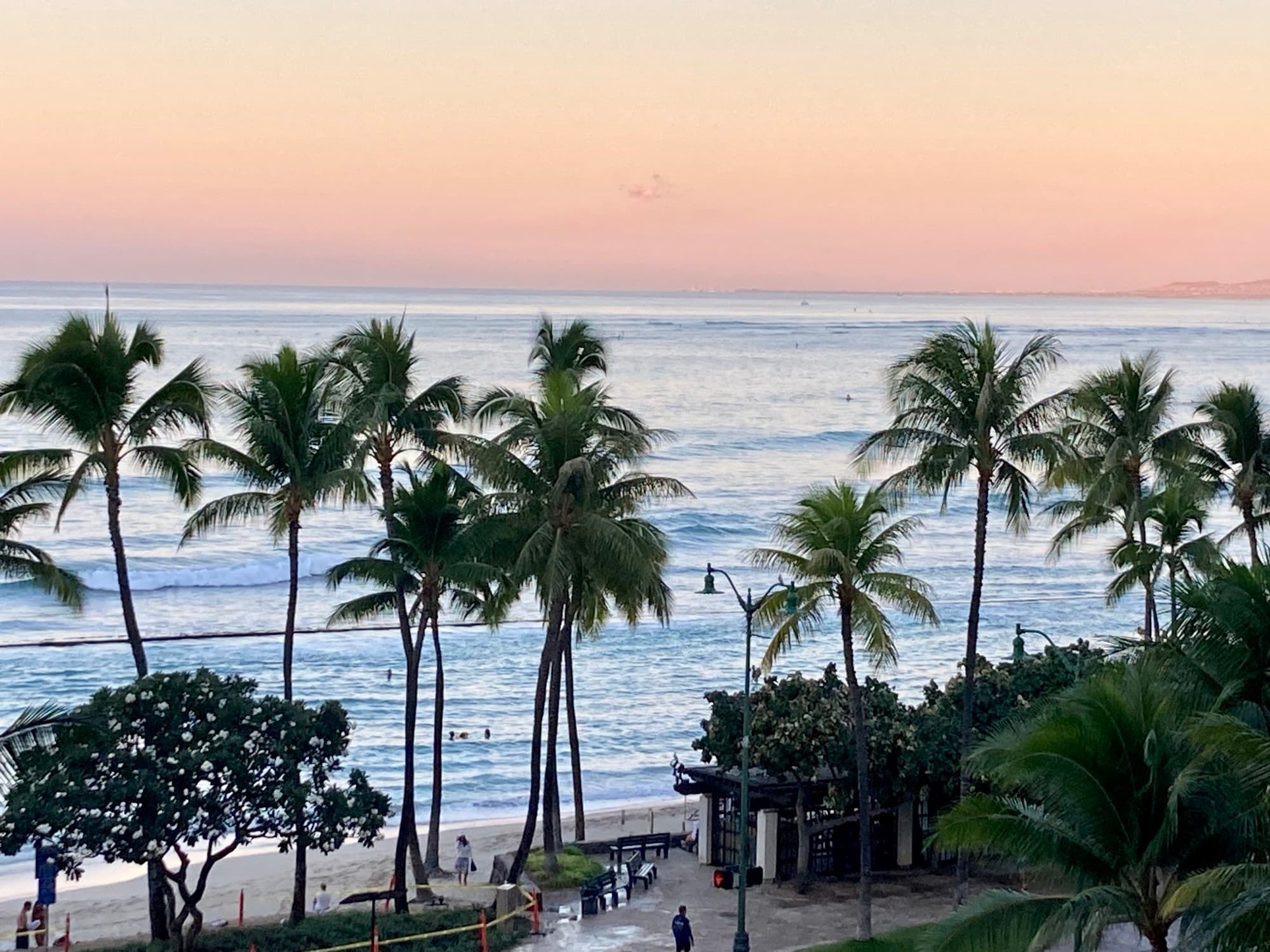 Palm trees on a beach.