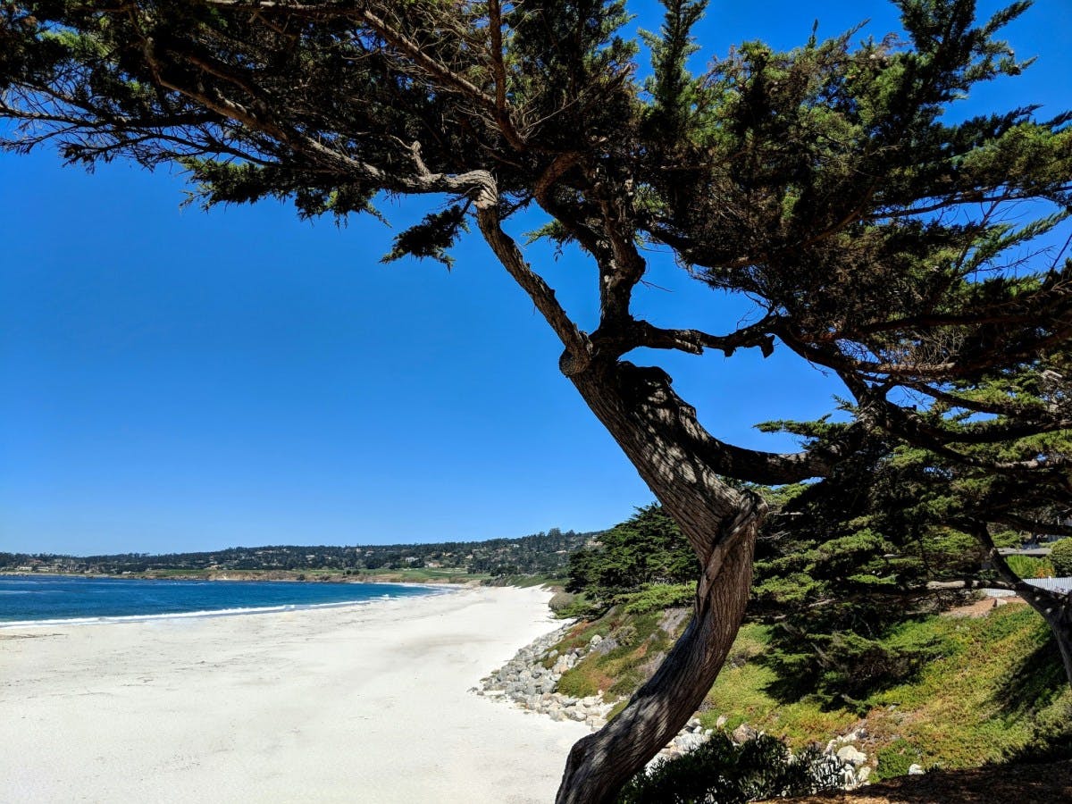 Carmel Beach with a cypress tree in the foreground on a clear day.