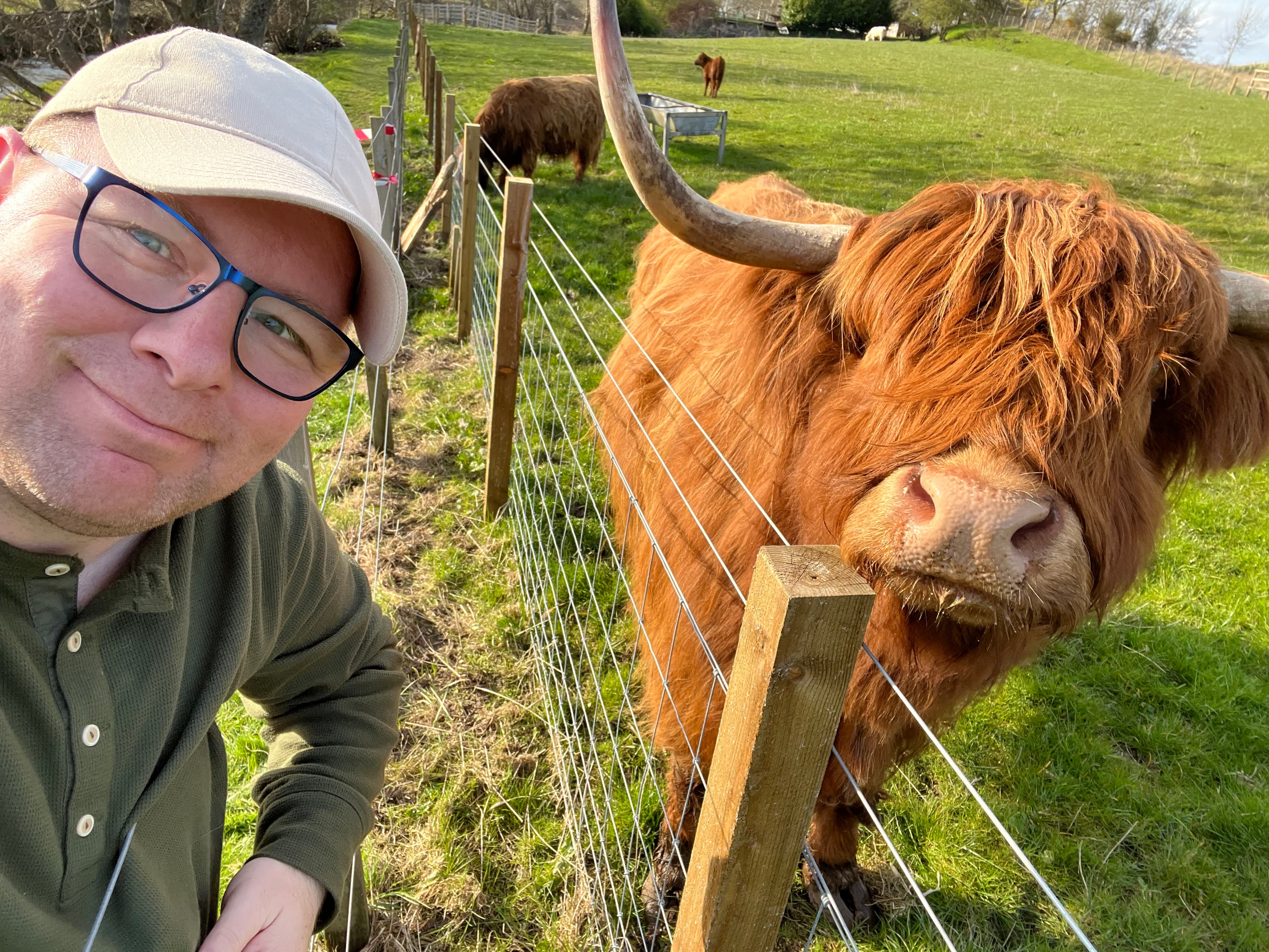 Posing for a photo with highland cattle