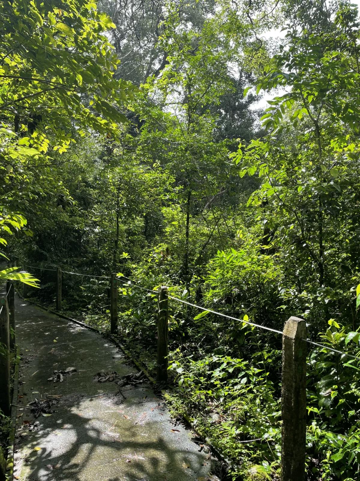 A narrow bridge trail among trees.