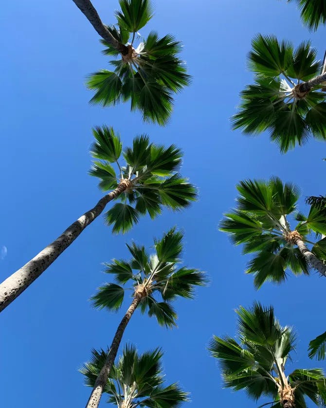 Palm trees against the clear blue sky