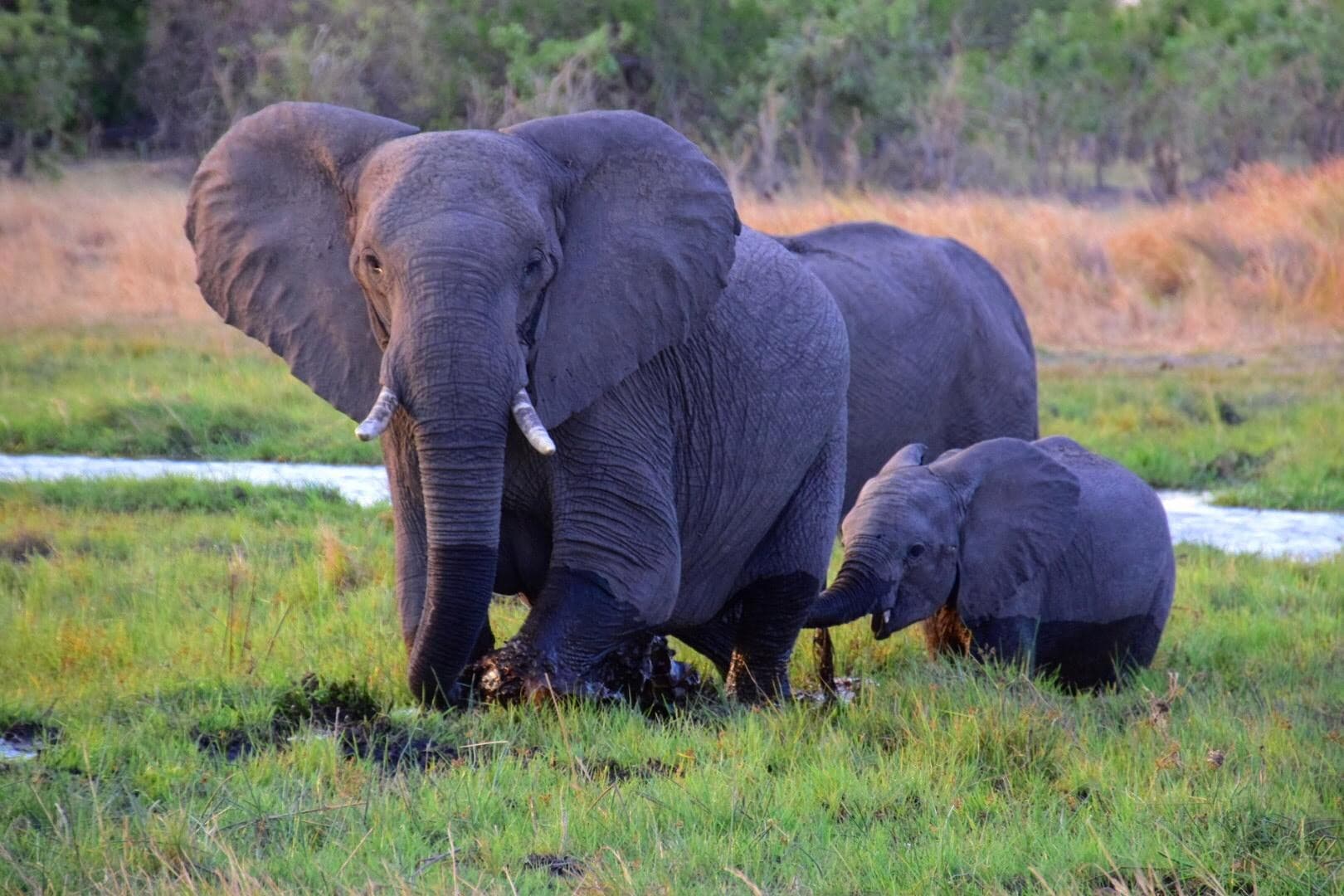 Adult and baby elephants walking through a grassy field