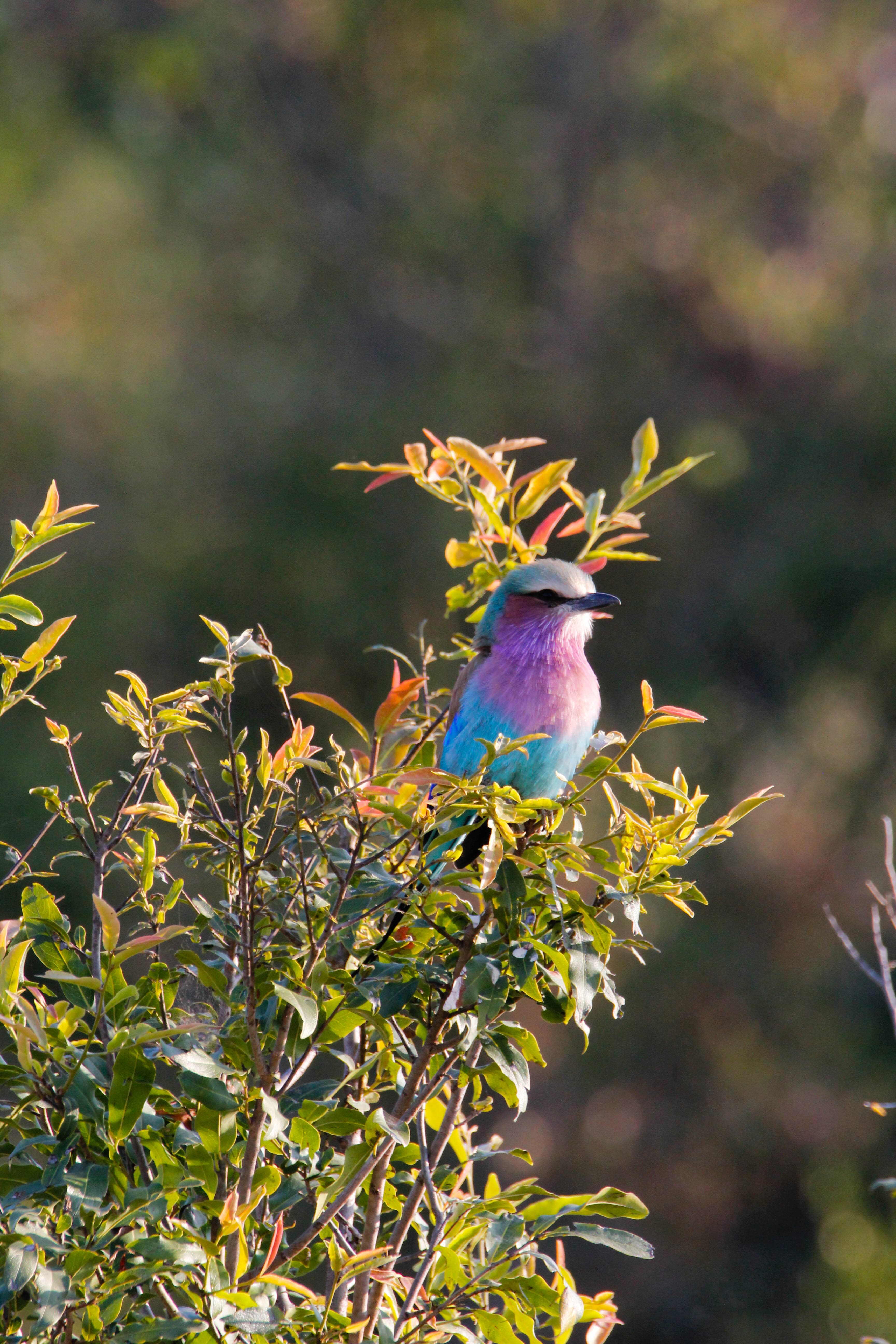 bird sitting in a tree