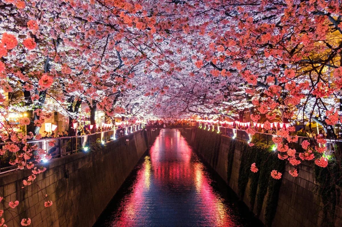 Cherry blossoms hang over an otherwise well-lit canal in Matsuno, Japan