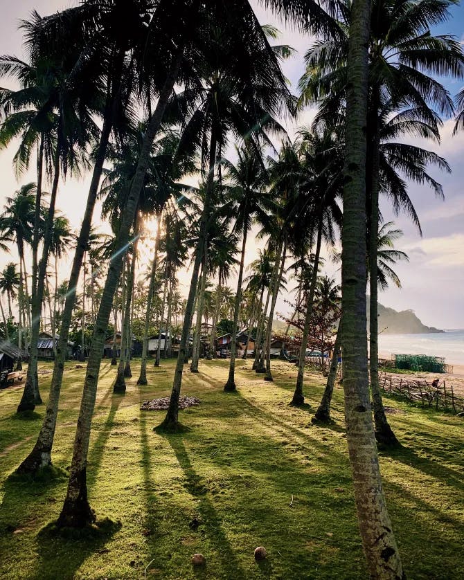 A field of Palm Trees in the Phillippines.