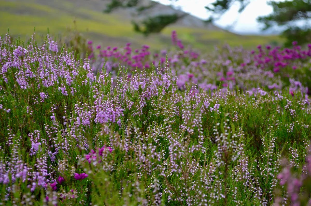 Lavender-field-scotland-travel-guide