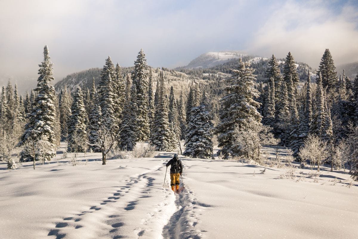 Man hiking through snow in front of a snowcapped mountain and trees.