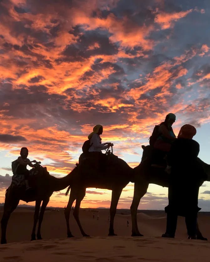 Camels walking during sunset