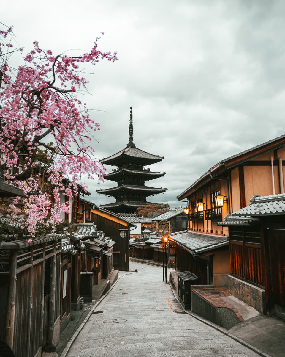 Beautiful cherry blossom tree in Kyoto