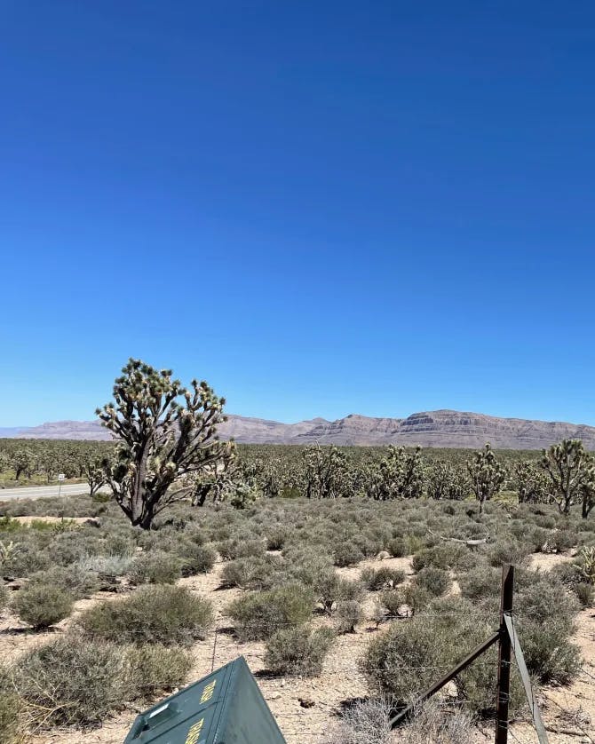 A view of Joshua Tree Forest