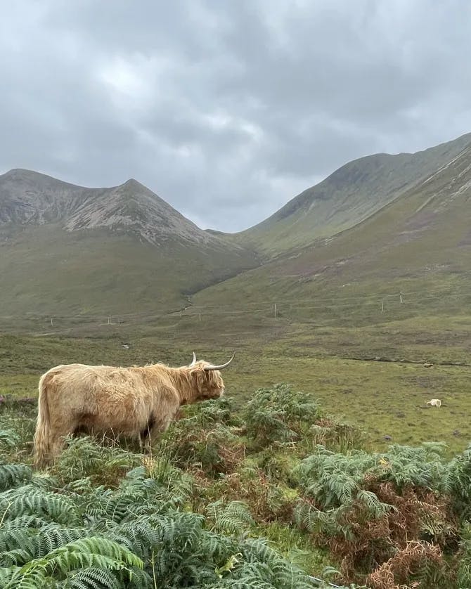A cow looking out into the distance where there is a grassy mountain and green bushes