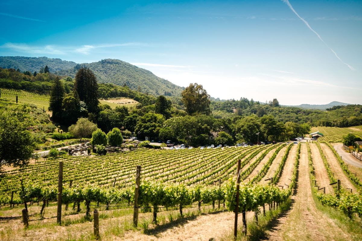 Landscape photo of a vineyard during daytime.
