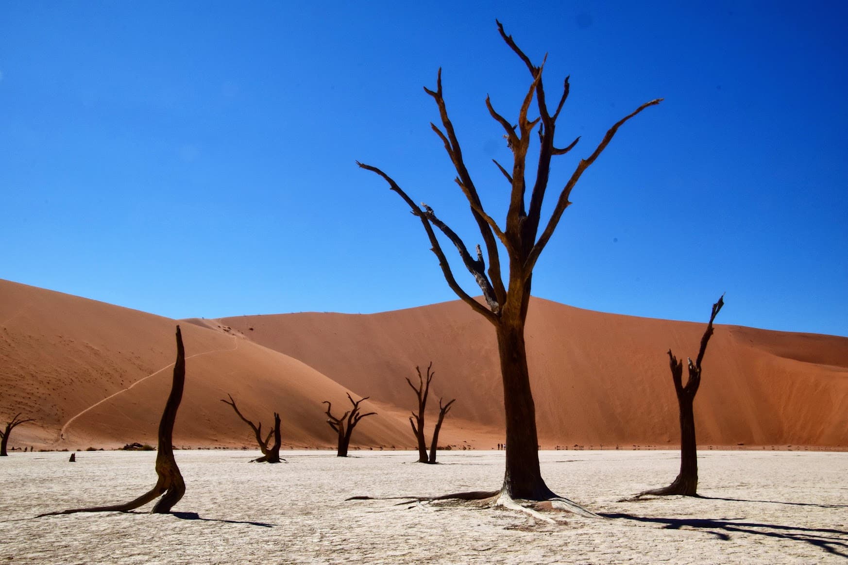 a desert with a few trees sparsely scattered in it and a clear blue sky in the background