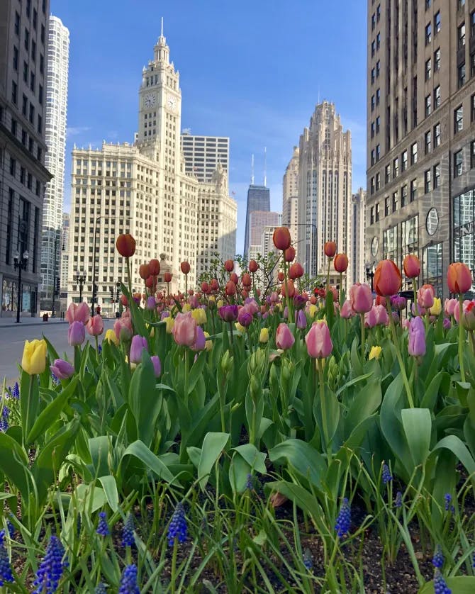tulips in New York City