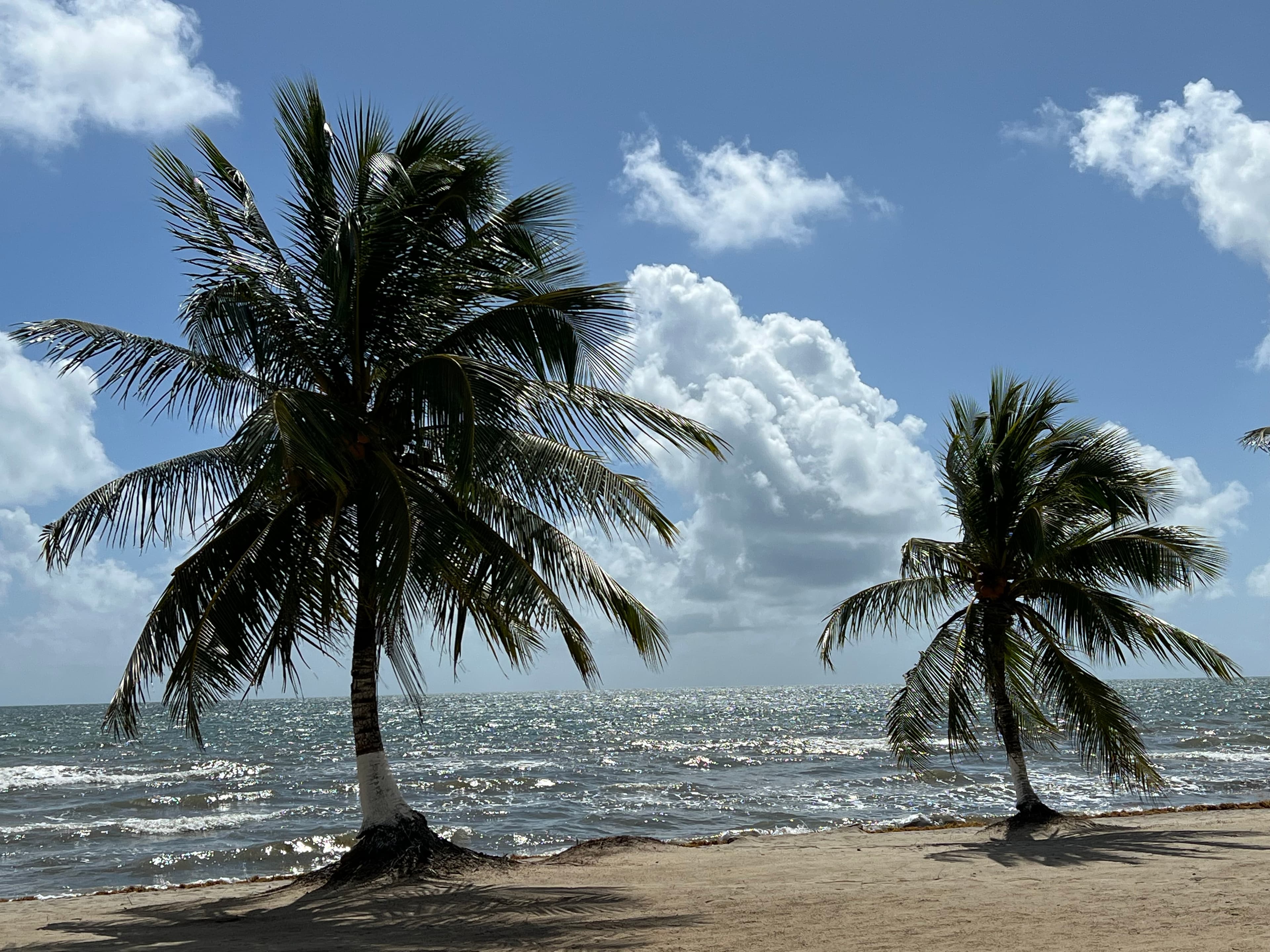 Picture of palm tree on beach