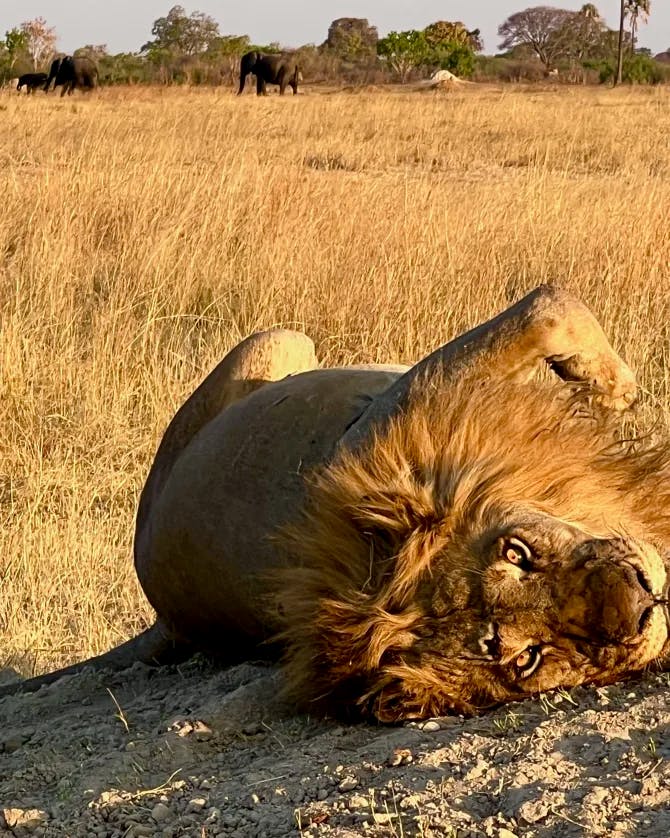 Picture of a lion in the wild lying down in the grass on a safari with other animals in the distance 