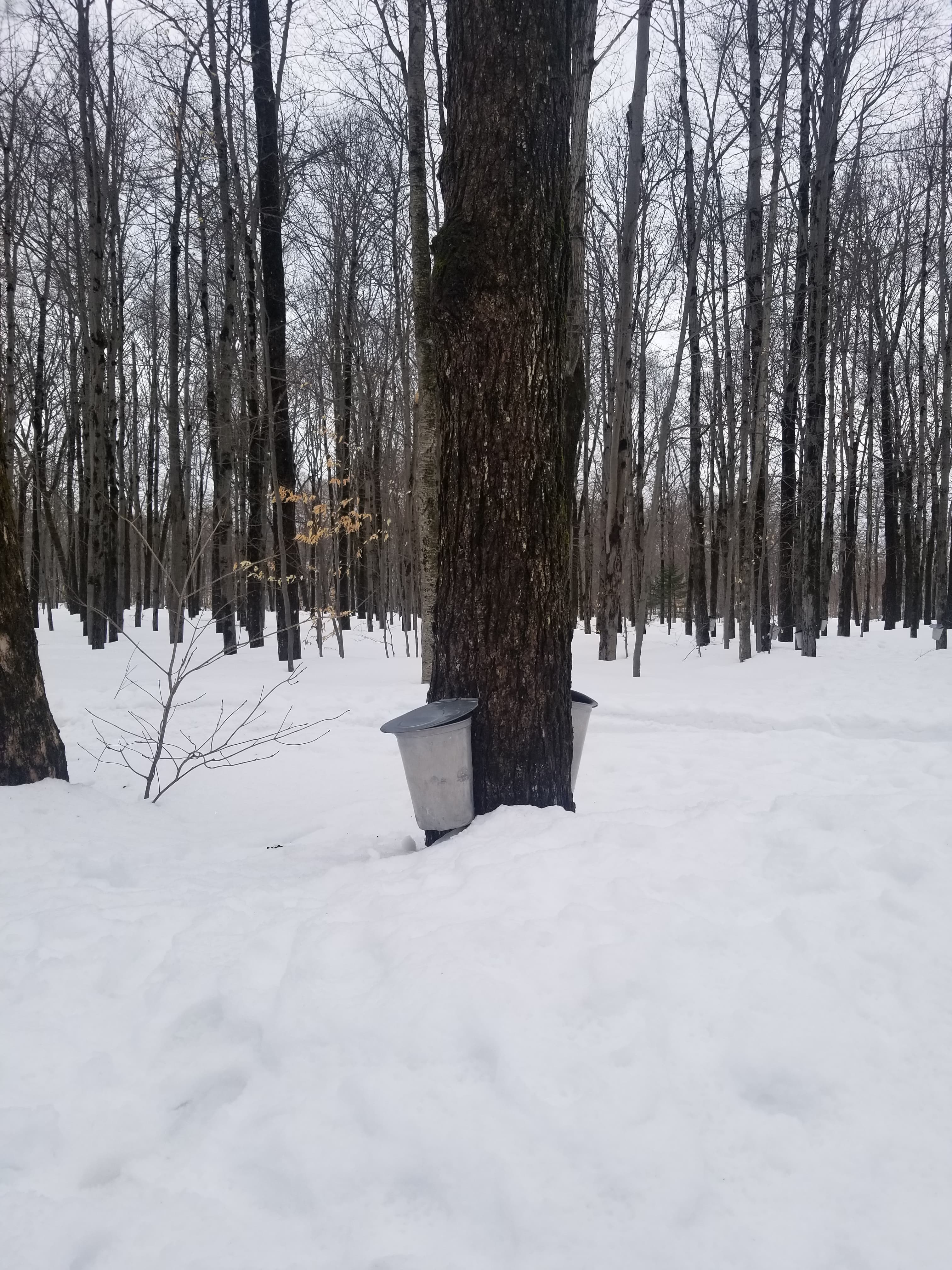 Ground covered with snow