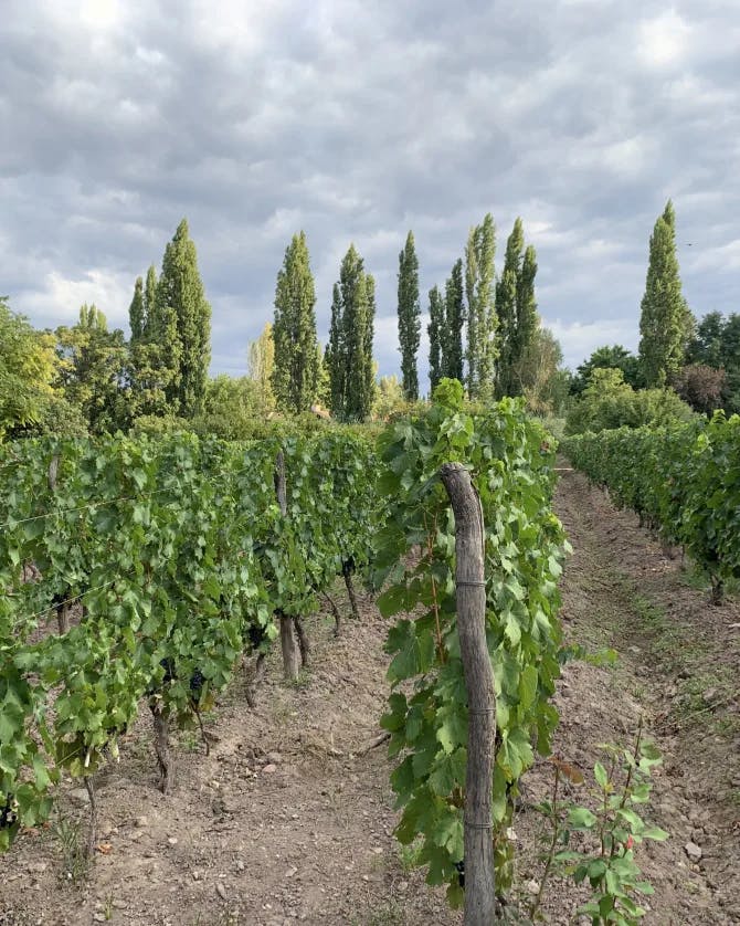 A picture of a beautiful vineyard with a dirt path, trees and a cloudy sky in the distance