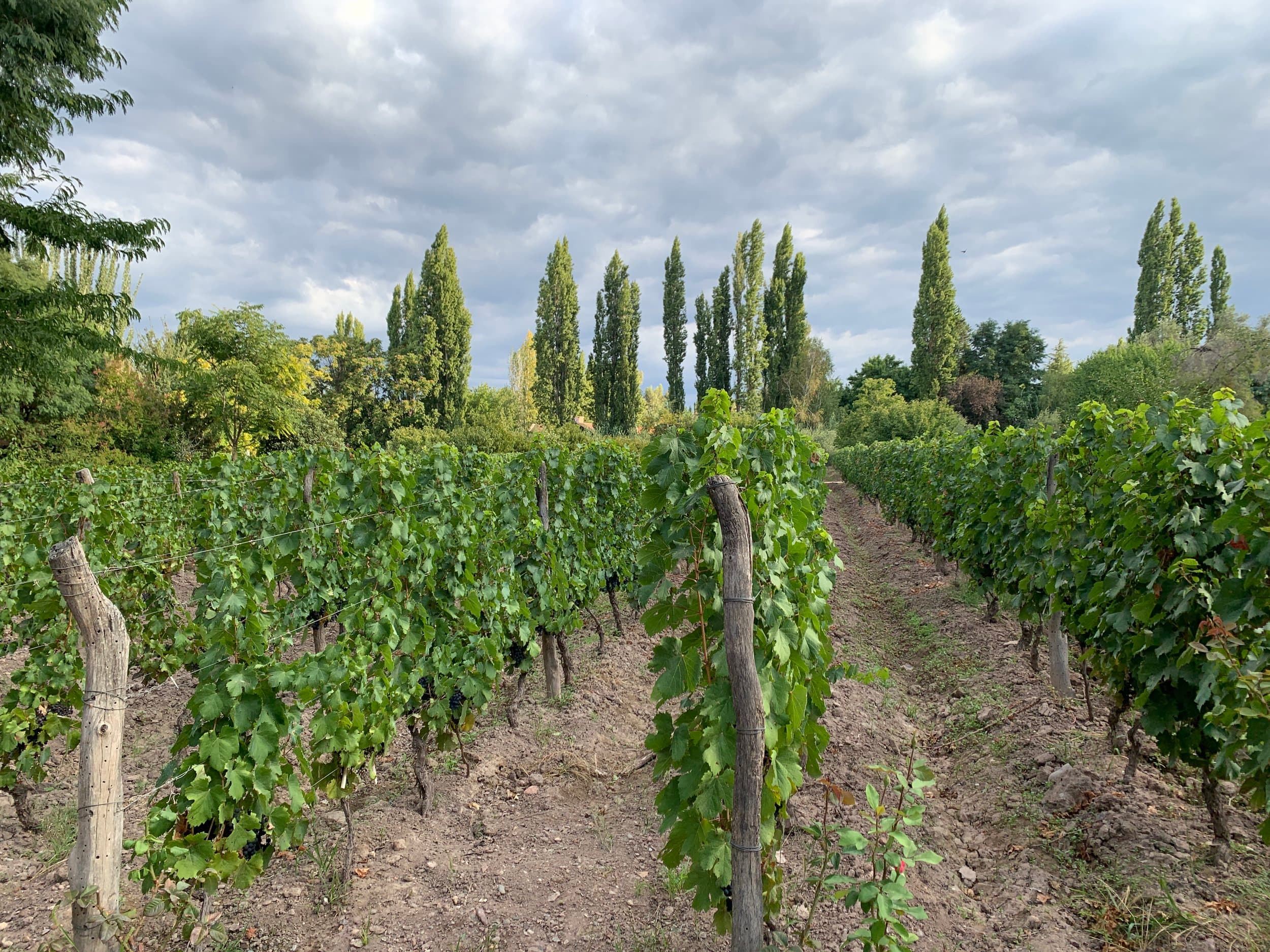 A picture of a beautiful vineyard with a dirt path, trees and a cloudy sky in the distance