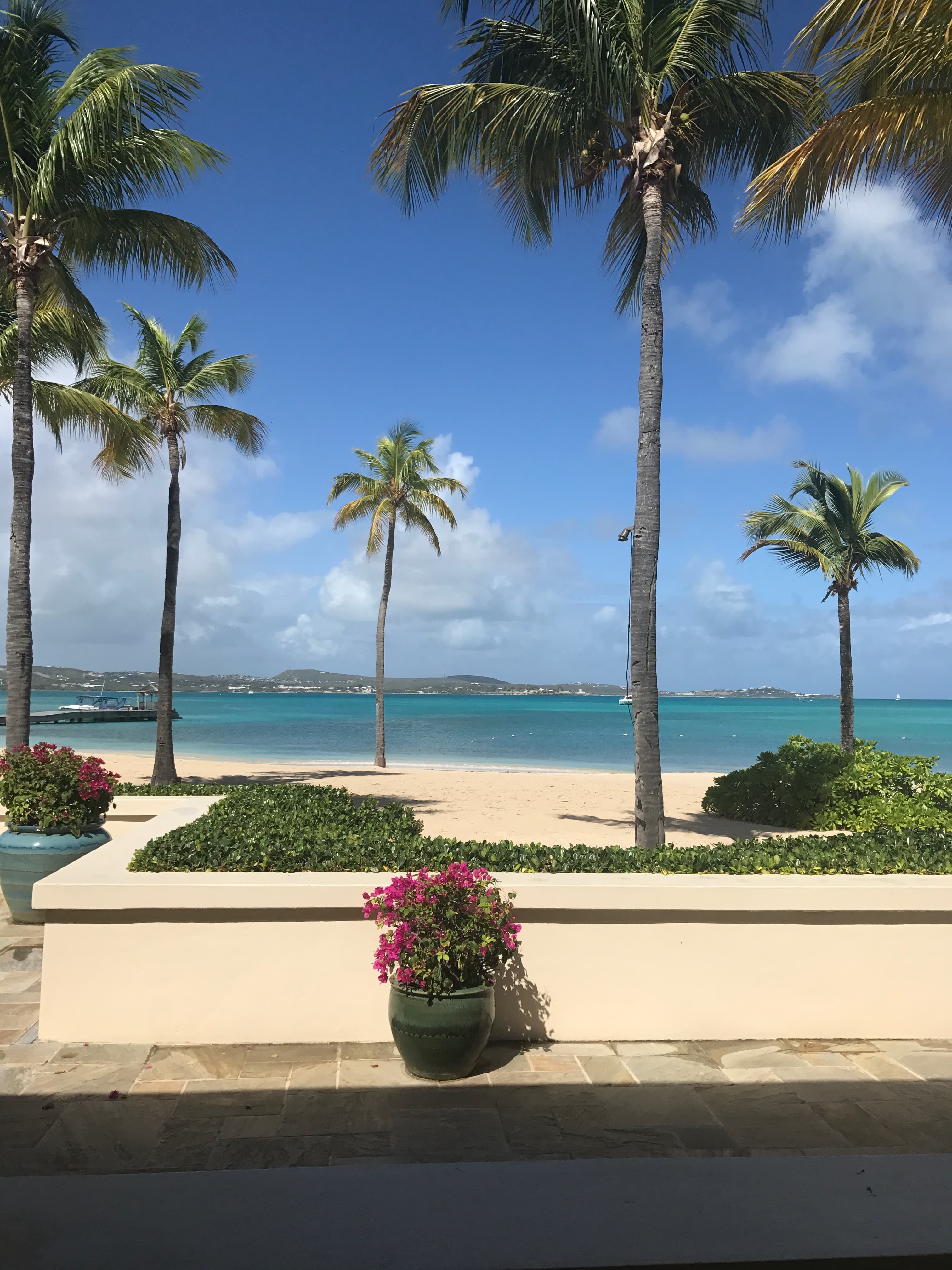 palm trees by beach