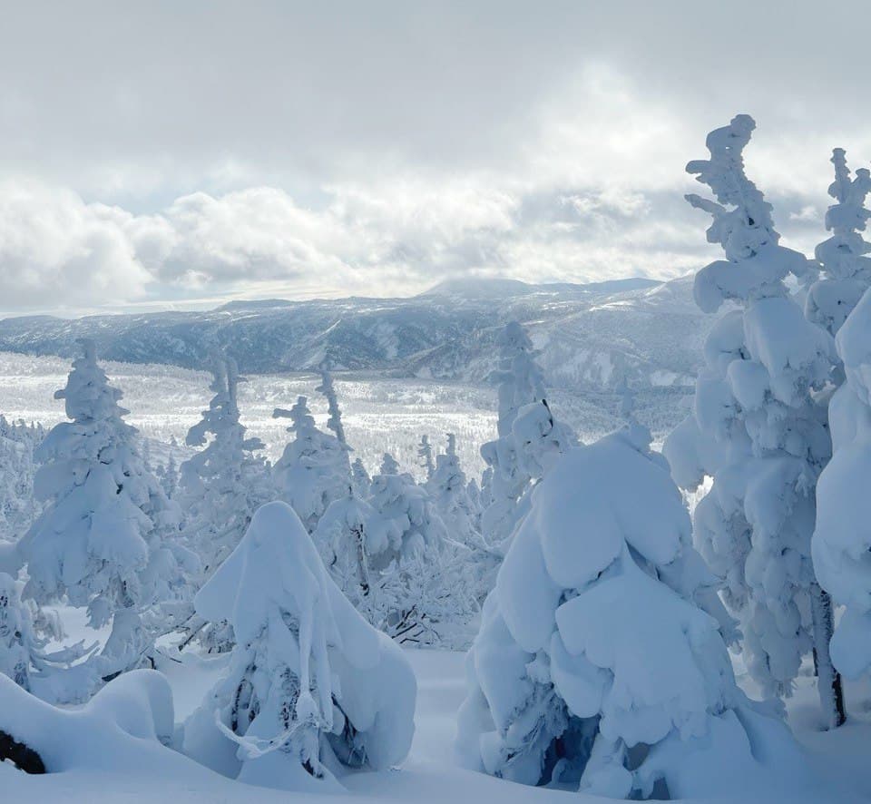 Trees covered in snow