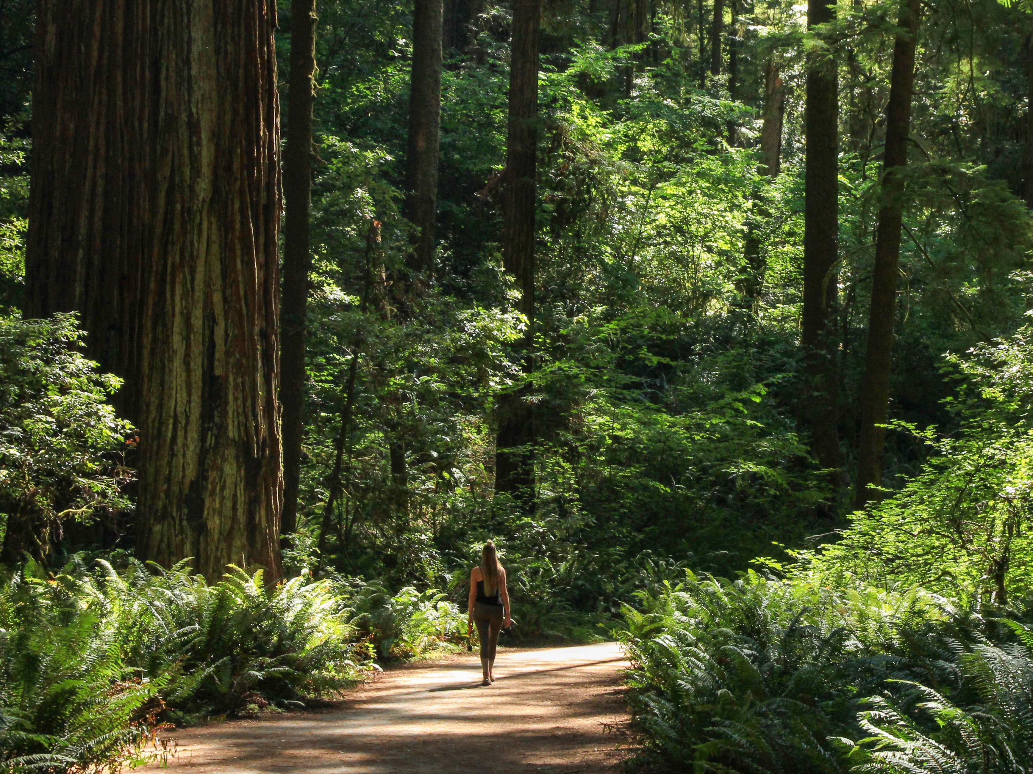 Walking in the forest