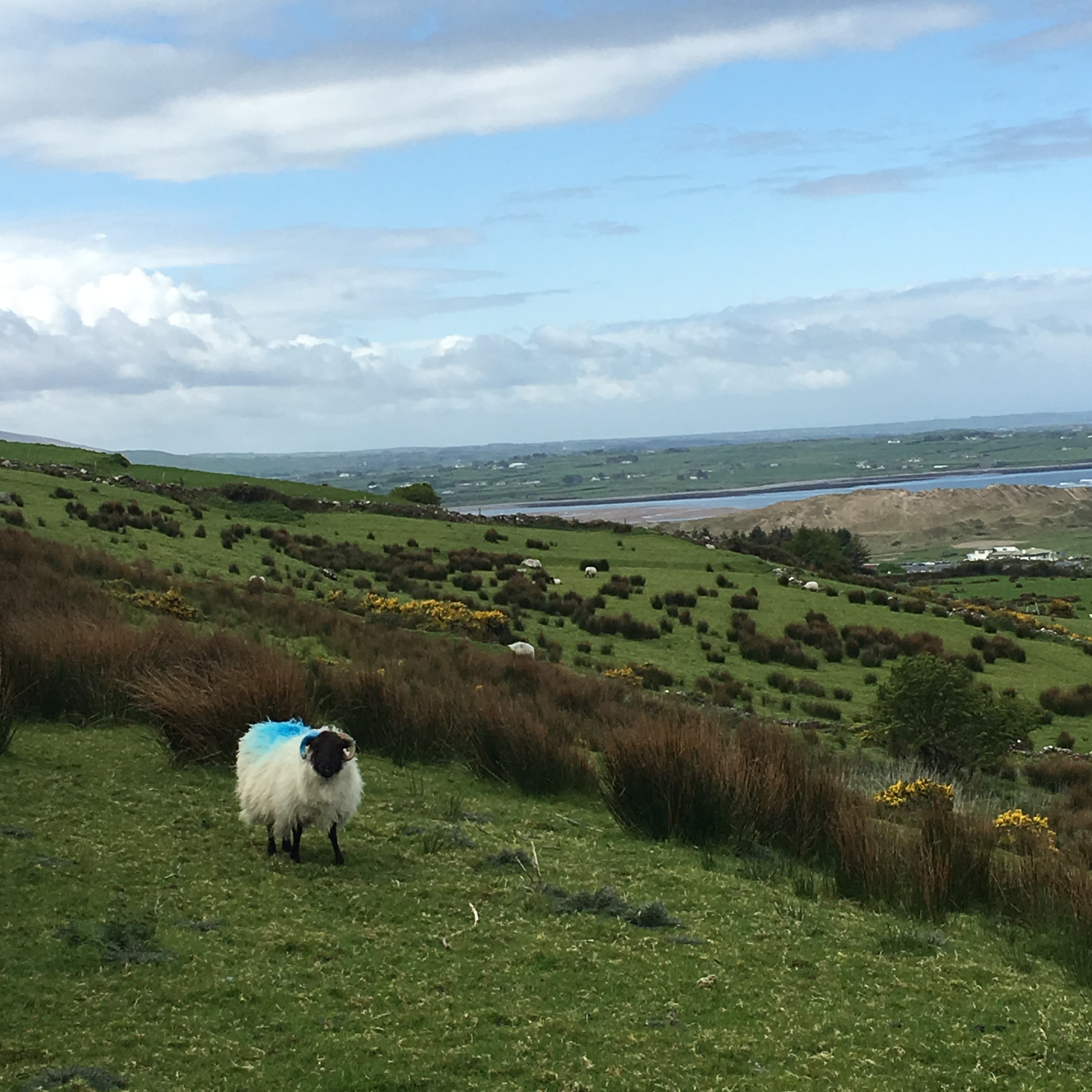 Photo of a sheep in the wild