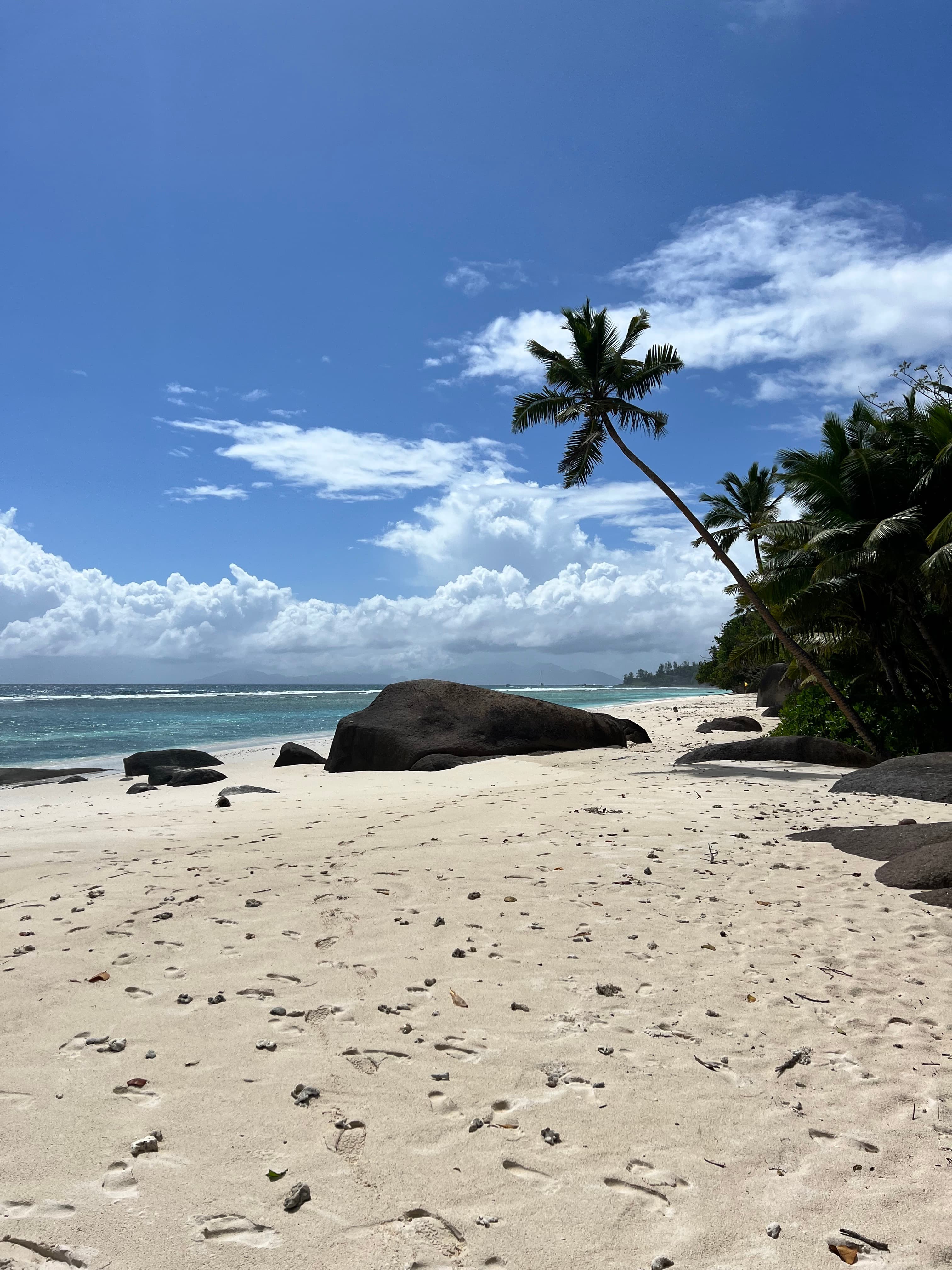 A sandy beach with a palm tree and a large rock on a Morocco 7 day itinerary.