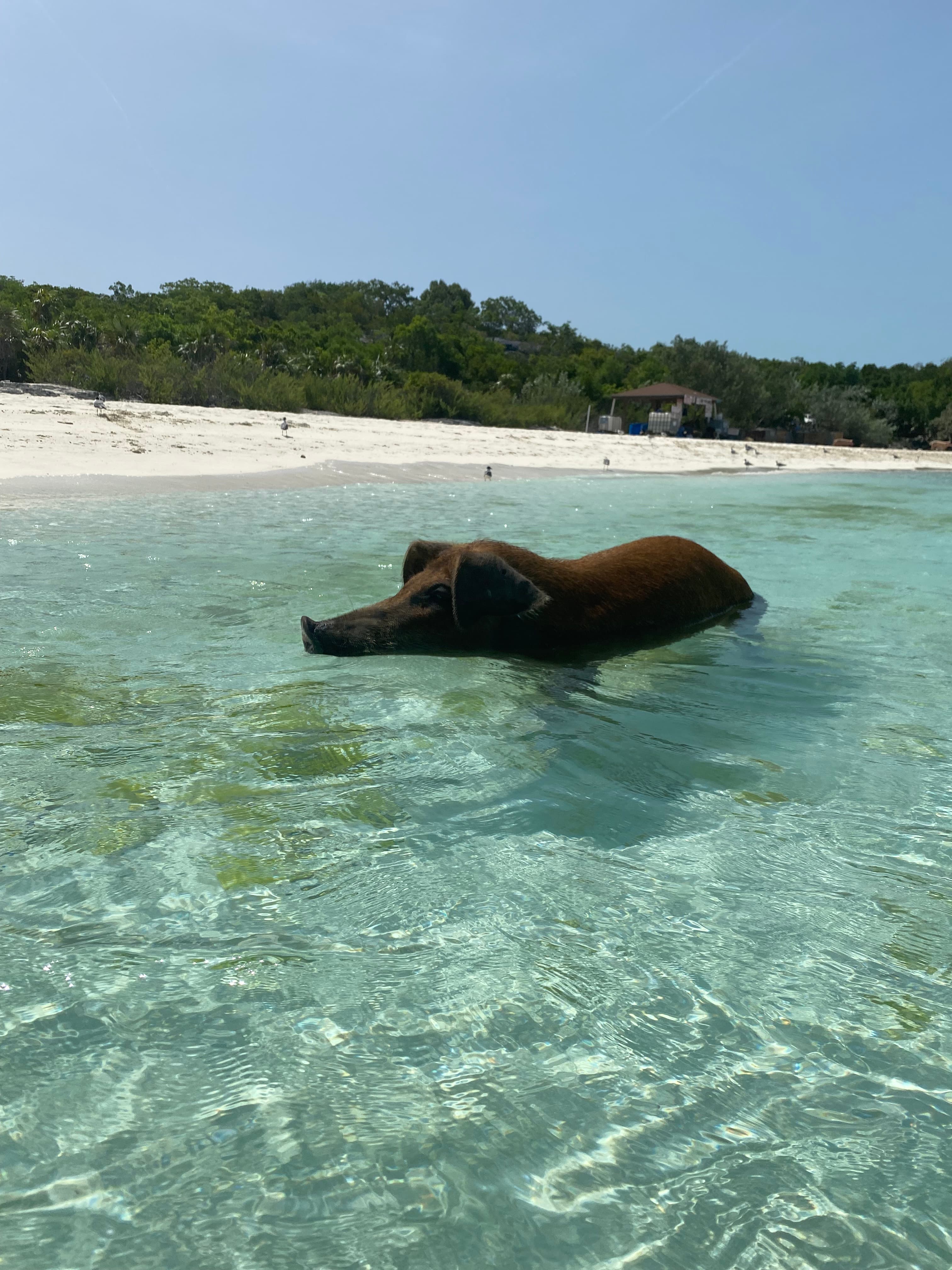 A pig swimming in the crystal clear water with sand and trees in the background.