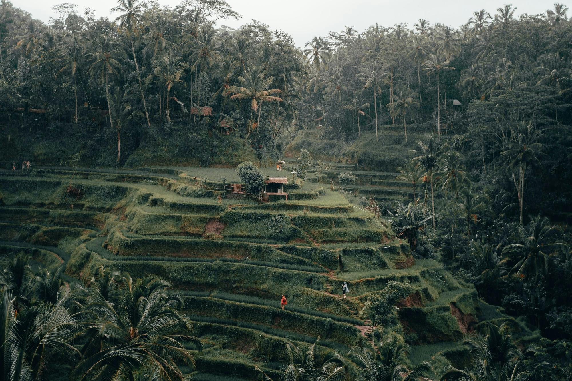 Bali jungle with fog and traditional huts