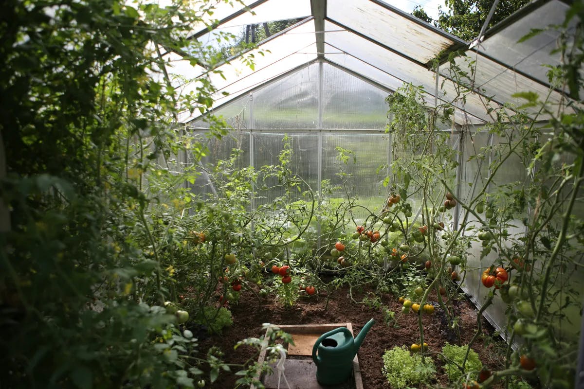 A picture of a green watering can in a greenhouse during daytime.