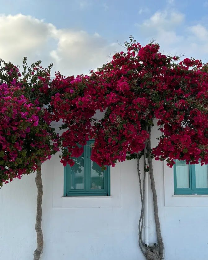 Bougainvillea glabran on the wall
